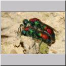 X-Chrysis viridula - Goldwespe 11b Paarung Tongrube-OS-Wallenhorst.jpg